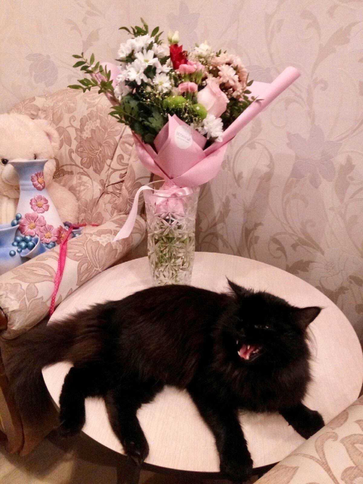 Всемирный день домашних животных